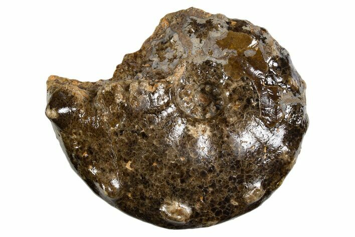 Ammonite (Mammites) Fossil - Goulmima, Morocco #339355